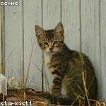 Vincenza Toy Profile Picture