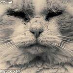 Kane Mann Profile Picture