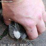 Braulio Kovacek Profile Picture