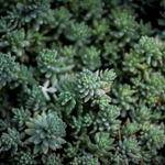 Christ Hagenes Profile Picture