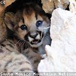 Cheyanne Reynolds Profile Picture