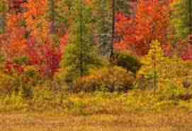 Memorial Trees For Sympathy Profile Picture