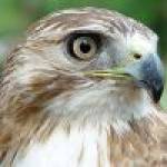 Mockingbird Profile Picture